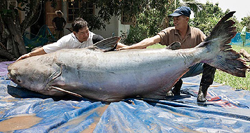 Record photograph for Pangasianodon gigas